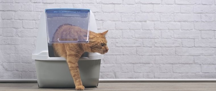 Litière chat